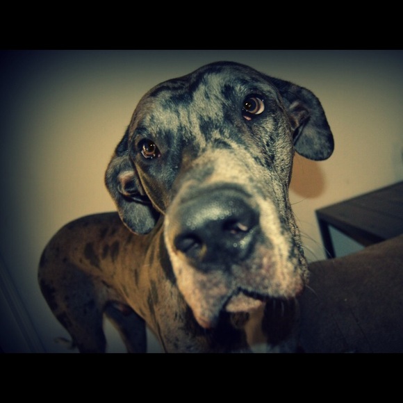 Meet your Posher, Katelyn - Picture 2 of 4